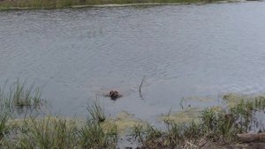 Эпаньол бретон Арлен. Подача утки с воды.