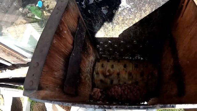 Добываем кедровый орех.Дедовский способ.Заготовка ореха