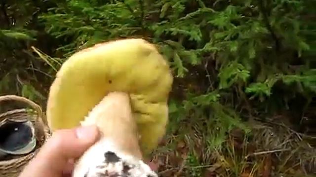 Как собирать грибы Почти учебное пособие смотреть онлайн