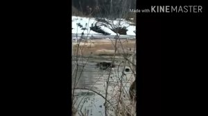 Бобры. Спаривание или спаринг?
