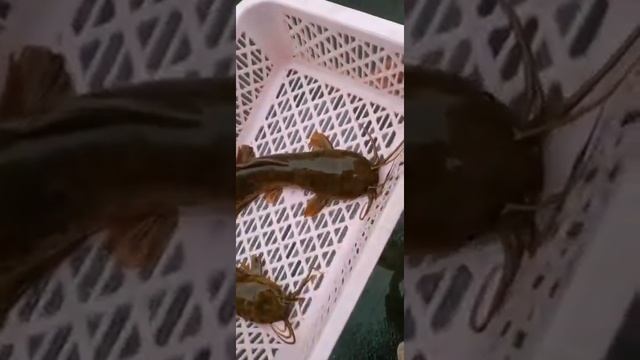 Рыба сом с двумя головами Two headed Catfish