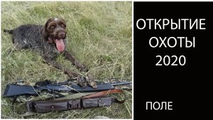 Открытие охоты(перепел). Дратхаар и косяки в поле!