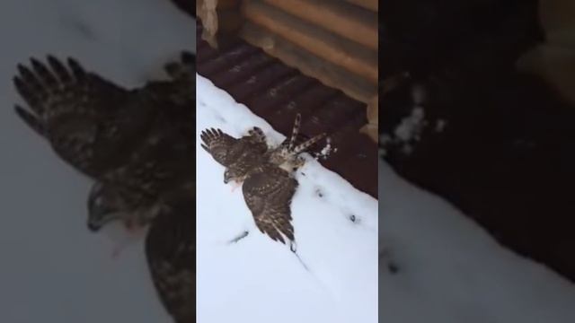 Ястреб тетеревятник закончил охоту. Goshawk