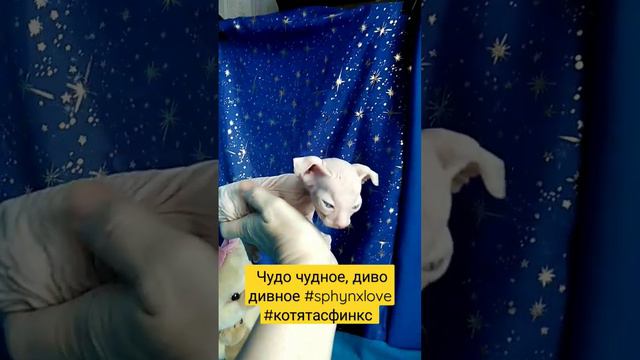 Чудо чудное, диво дивное - котенок левкоя! #catslovers #sphynxlove #сфинкс #котята