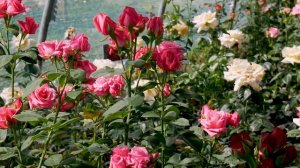 Видео обзор розы Дарк Ангажемент (Чайно гибридная) Dark Engagement (Эквадор)