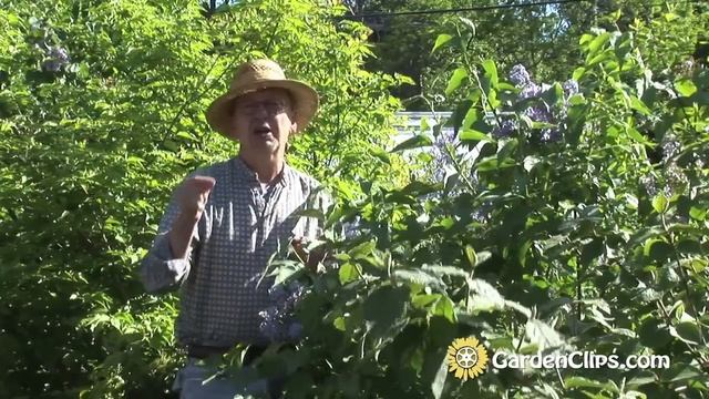 Lilac - Syringa vulgaris - Everything you need to know about Lilacs смотреть онлайн