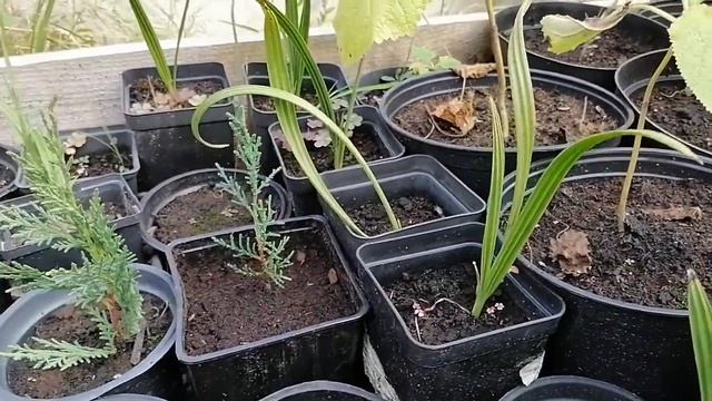 Как я размножаю пальмы смотреть онлайн