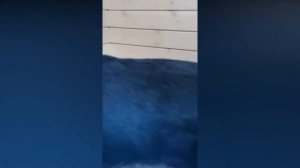 КОСМЕТИЧЕСКАЯ СТРИЖКА СУКИ РИЗЕНШНАУЦЕРА, ПОСЛЕ ЩЕНКОВ
