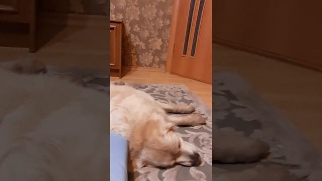 Золотой ретривер спит?-golden Retriever Sleeping
