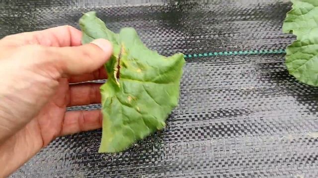 33 день с дня высадки, арбузы начали болеть (( смотреть онлайн