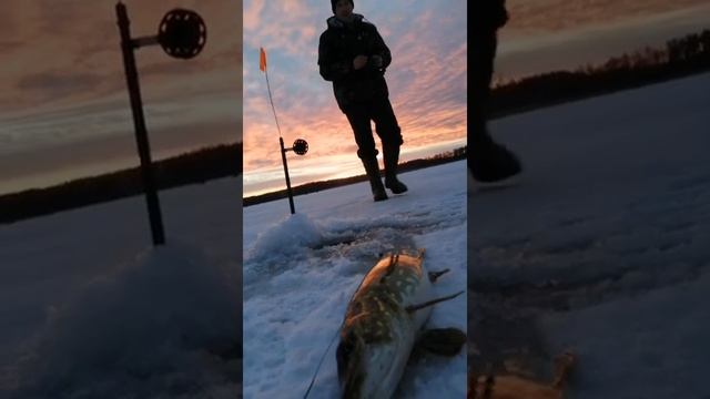 Рыбалка на Браславщине) смотреть онлайн