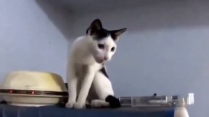 Просто милые коты и котята