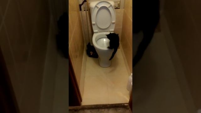 Как помыть кота смотреть онлайн