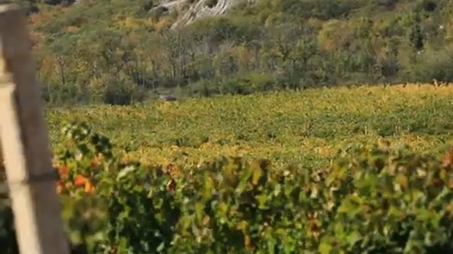 «Факты дня» собирали виноград сорта Мерло вместе с работниками завода марочных вин «Коктебель» смотреть онлайн