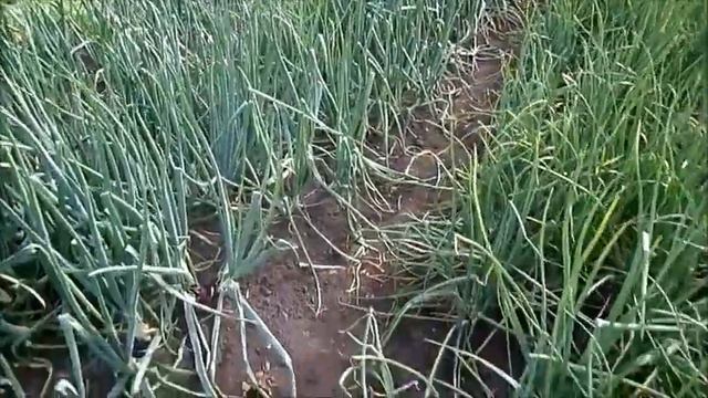 Быстрый обзор моего деревенского огорода начало июля сибирь смотреть онлайн