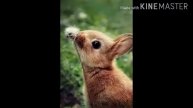 Самые милые картинки животных!!!!