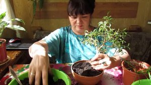 БОНСАЙ из ФИКУСА  БЕНДЖАМИНА. Пересадка, обрезка.  Укореняем черенки без стимуляторов.