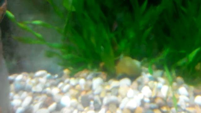 Улитка Ампулярия закапывается в грунт смотреть онлайн