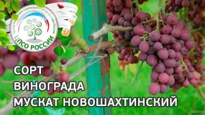 Сорт винограда Мускат Новошахтинский.  Описание сорта винограда Мускат Новошахтинский.
