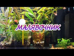 МАЛЯВОЧНИК.ГУППИ, КОРИДОРАС.