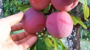 Шале и розы в горах Италии. Сюрприз, фруктовый сад, засуха.