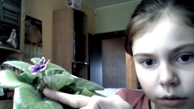 Моя фиалка. Зацвела!!! смотреть онлайн