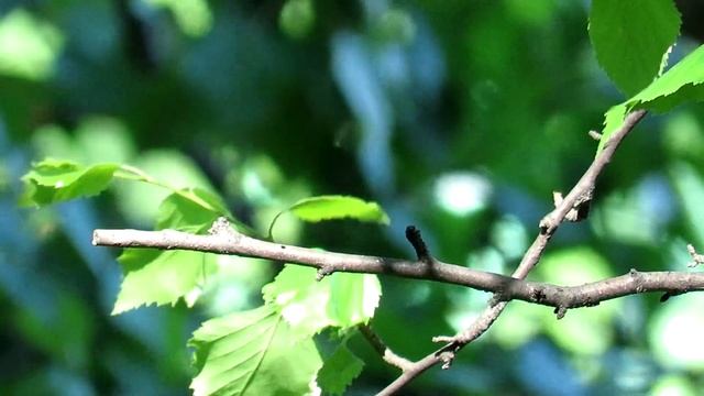 Мухоловка охотится на насекомых, Мухоловка-пеструшка