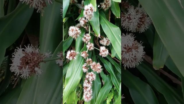 Full bloom tall fortune plant #whiteflower #plant #garden #philippines #fortuneplant #smellsgood