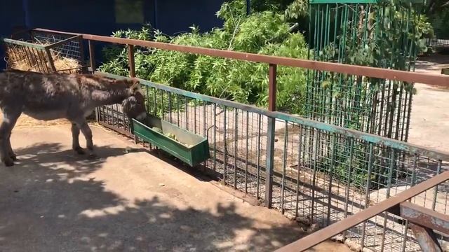 В Тайгане новый маленький житель! смотреть онлайн