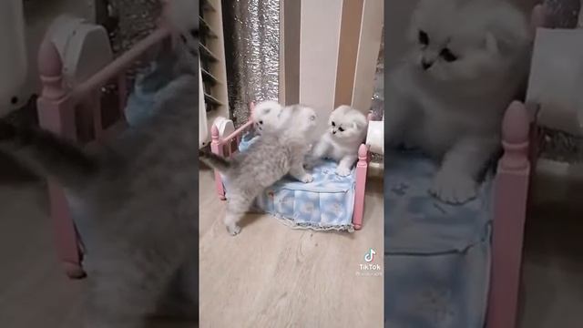 Шотландская вислоухая серебристая шиншилла котята