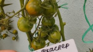 Обзор томатов : Чупа -чупс оранжевый, бычье ❤️ чёрное, Фиолетовый Джаспер, Клубничный тяжеловес.