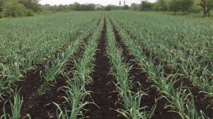 ПОЛИВ ЧЕСНОКА