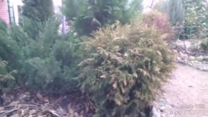 Туя Вудварди. Хвойники в композиции