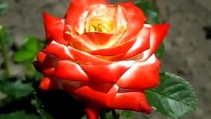 Роза Императрица Фарах