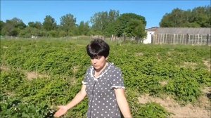 Посадки клубники на 28.05.2018г.Сорта-"Корона","Вима-Занта","Роксана","Вима-Тарда","Купчиха".