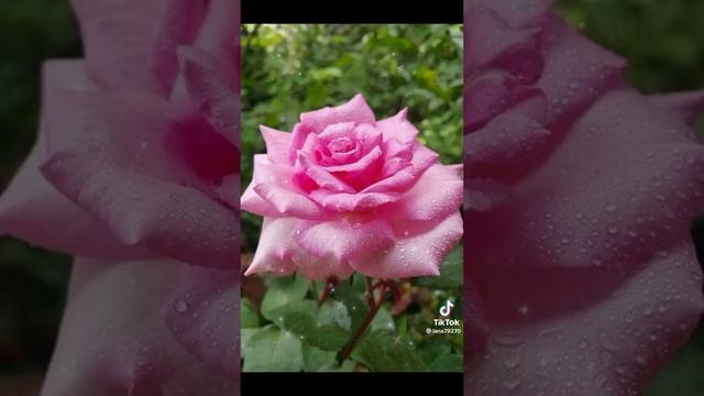 с праздником 8 марта ????????❤️❤️❤️❤️❤️❤️❤️❤️❤️❤️ смотреть онлайн