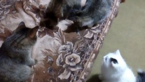 6 марта 2019г. Кошки, мышки.  Милашка маленькая.