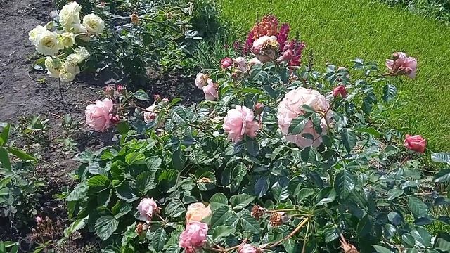 Роза плетистая Барок смотреть онлайн