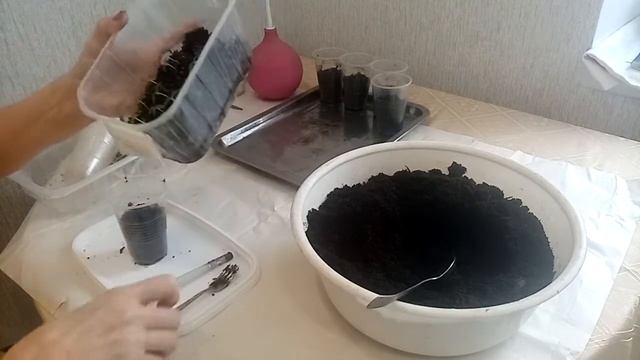 Пикирую острый перец Хабанеро. 07.02.22. смотреть онлайн