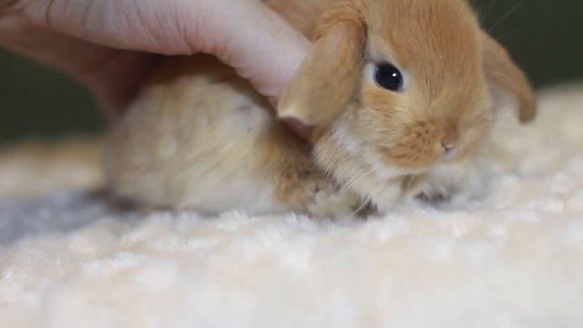 ДВ Альтаир, минилоп, олений (mini lop fawn) смотреть онлайн