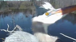 Tree-top view of Great Blue Herons in amazing double flight to nest