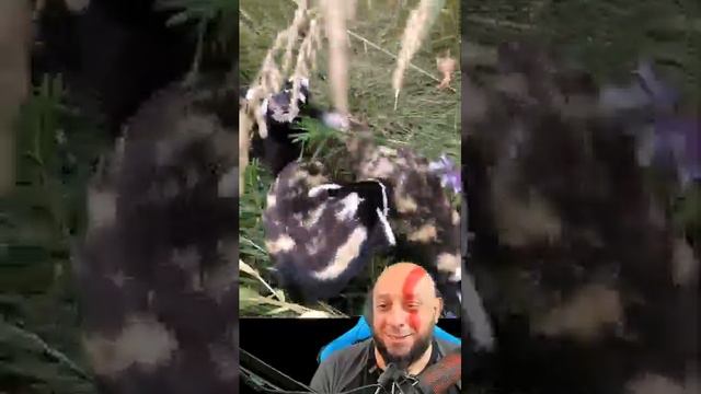 Doninha pintadinha Vormela peregusna. Linda demais! смотреть онлайн