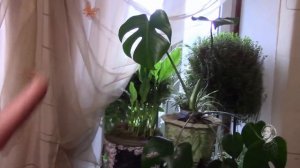 ФИЛОДЕНДРОН. РАСТЕНИЯ В СПАЛЬНОЙ КОМНАТЕ.