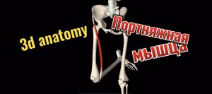 Портняжная мышца. 3d anatomy