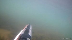 Охота на карпа с ружьём Оса