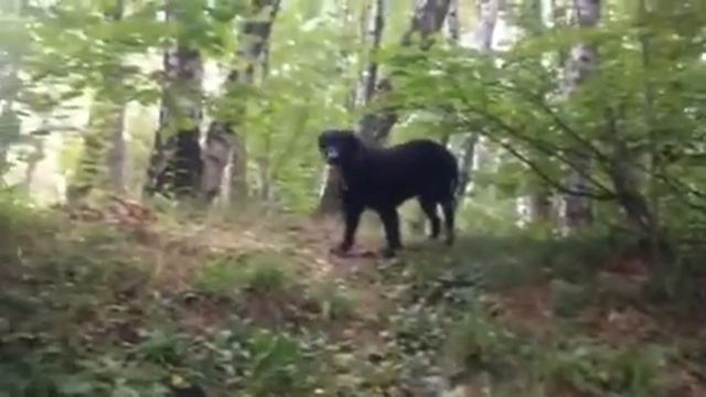 Курчавый ретривер 2013 август смотреть онлайн