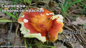 Сыроежка золотисто красная | Russula aurea