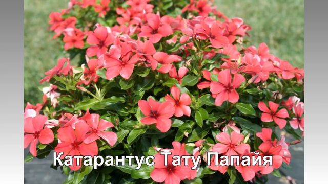 Ярки бордюрные однолетние цветы. Они способны украсить собой любой участок смотреть онлайн