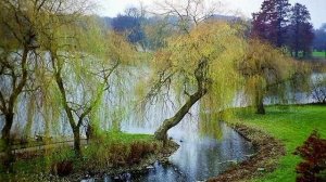 Дремлют плакучие ивы