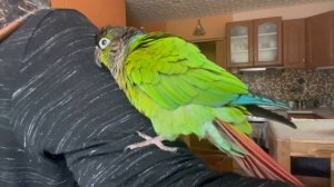 Как живут мои попугаи. Ручные попугаи - это круто!